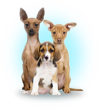 Three happy EPK9 puppy friends