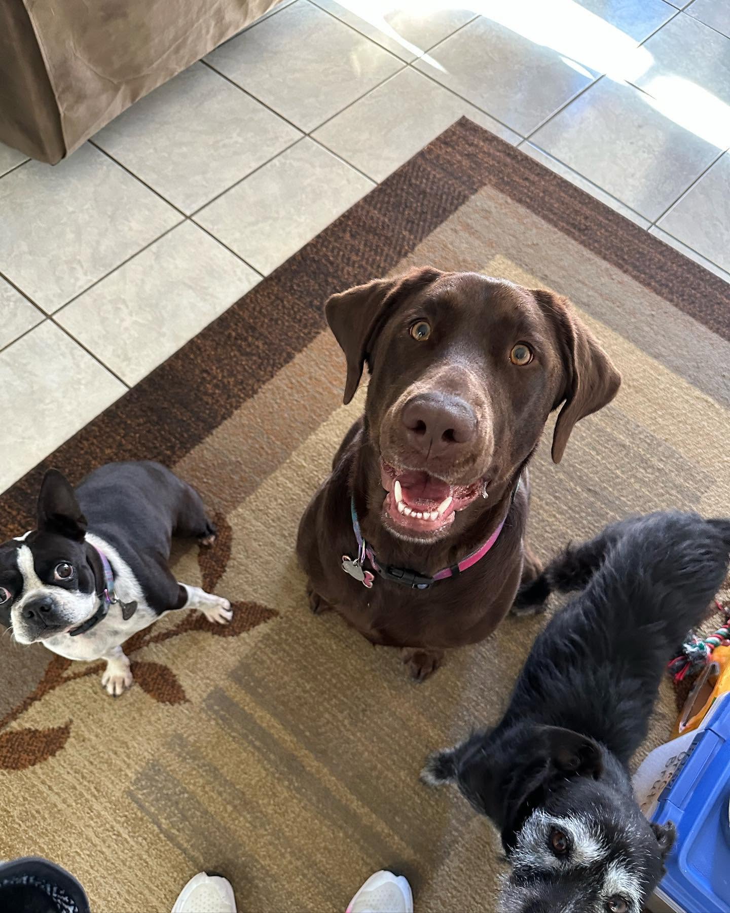 Dog In-Home Care — illustrative dog photography