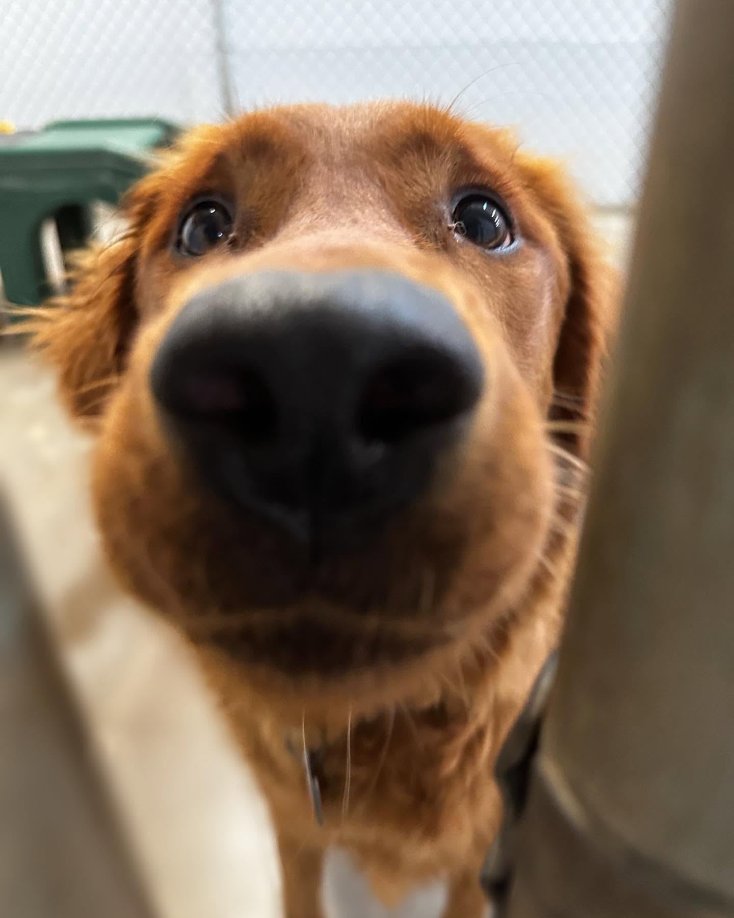 A golden retriever getting close to the camera