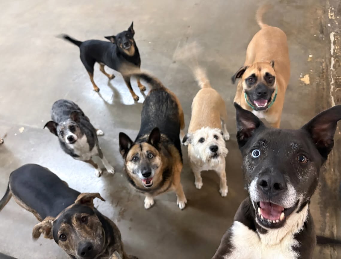 The dog pack looking up together
